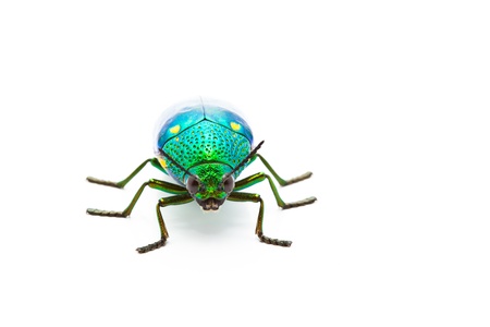metallic wood boring beetle (Chrysochroa saundersi from thailand on white backgroundの写真素材