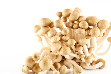 pioppini mushrooms isolated on a white backgroundの写真素材