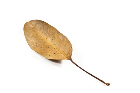 Dry leaves on white background