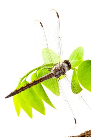 Dragonfly on green plantの写真素材