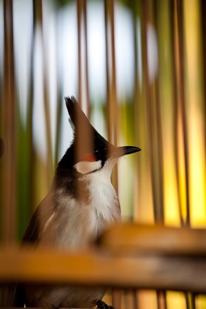 close up Red Bulbul in the birdcageの写真素材