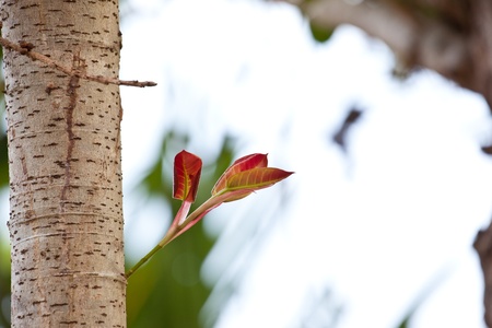Stem of the seedlings grownの写真素材