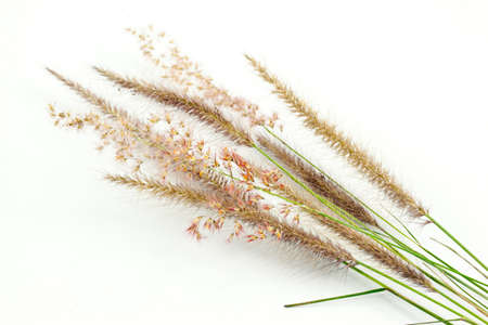 flower of grass on white backgroundの写真素材