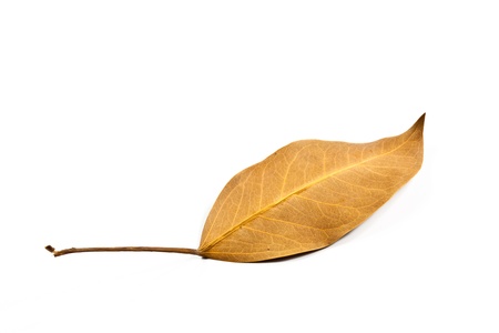 Dry leaves on white backgroundの写真素材