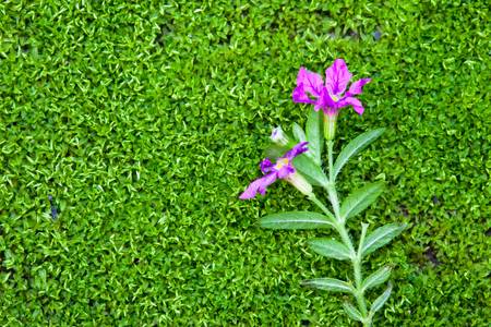 close up purple flower on green moss backgroundの写真素材