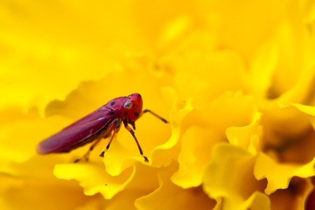 Pink Grasshopper on yellow backgroundの写真素材
