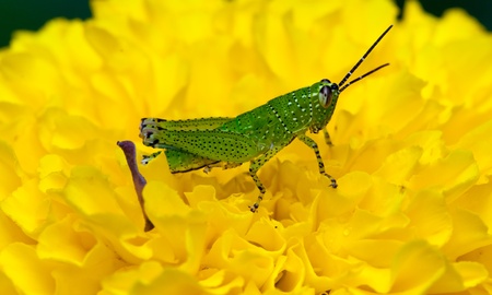 Green grasshopper on yellow flower