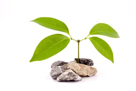 stones and green leaf on white backgroundの写真素材