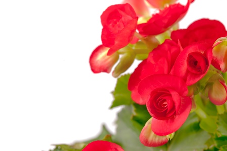 close up begonia flower on whiteの写真素材