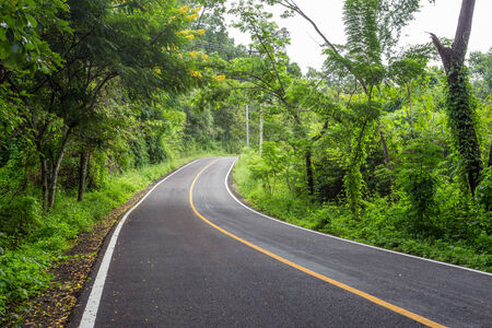road in forest