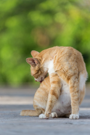 close up of catの写真素材