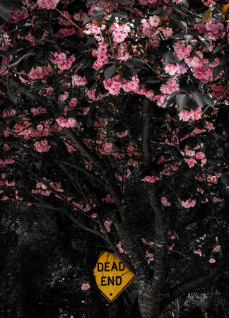 blooming pink flowers above a signの写真素材
