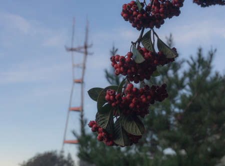 Wild Red Berries with Sutro Tower In Backgroundの写真素材