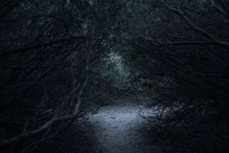Tangled Thicket of Brush and Branches