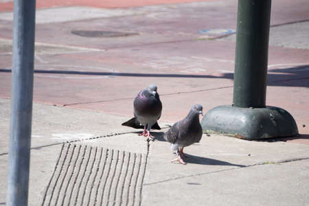 Pigeon Walking On Sidewalk In the Sunの写真素材