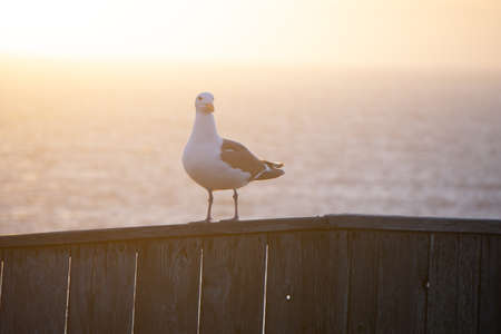 Seagull Sitting in Sunshine above Oceanの写真素材