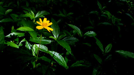 singapore daisy in yellow flower on a leaf background and light spot.の写真素材