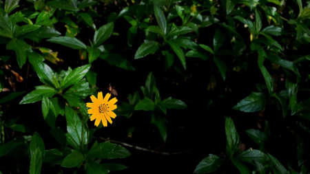 singapore daisy in yellow flower on a leaf background and light spot.の写真素材