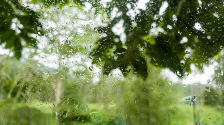 Water drops on the tranparent window after raining on green natural background .の写真素材