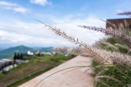 ?ravel place at Khao Kho, Phetchabun Thailand, looking from Pino Latte Resort & Cafeの写真素材
