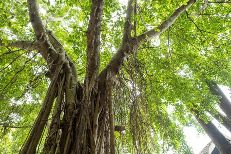 Vine on the big tree with light from sky through leavesの写真素材