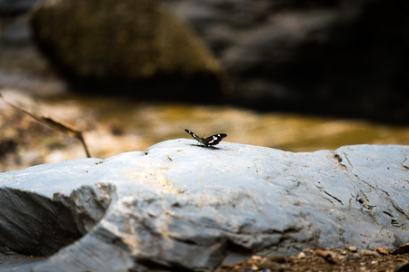 Black butterfly stand alone on silver stone in the forest  from Thailandの写真素材