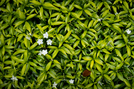 White flowers with the texture  leaves backgroundの写真素材