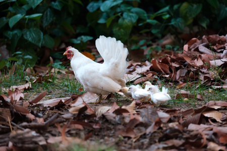Hen with chicksの写真素材