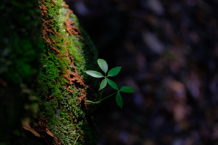 Young trees on the moss field の写真素材