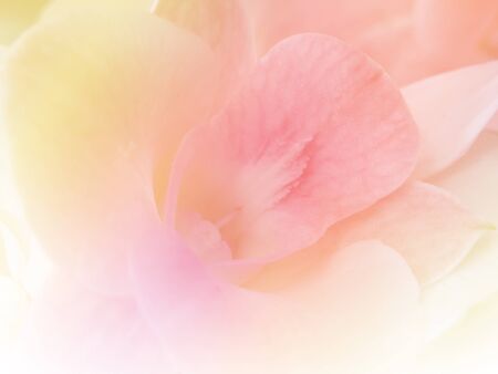 Flower background, made with color filter effectの写真素材