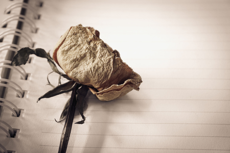 Dried rose lay on line paper (vintage effect)の写真素材