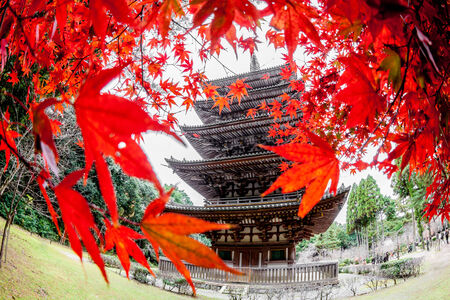 Red temple and Red maple trees in Kyoto (Japan)のeditorial素材