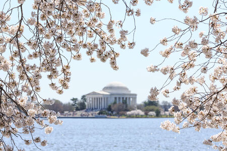Dawn at the Jefferson Memorial during the Cherry Blossom Festival. Washington, DCのeditorial素材