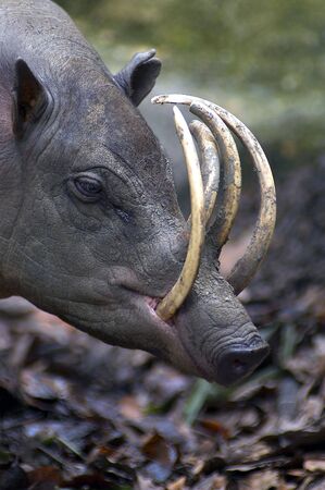 Babirusa Headの写真素材