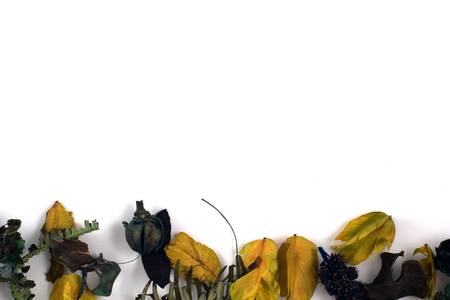 Leaves at the bottomの写真素材