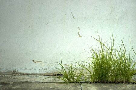 Grass and Weed in front of textured wallの写真素材