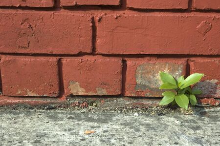 Weed Growing out of Brick Wallの写真素材