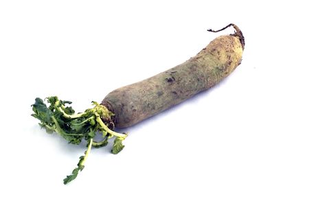 Green Carrotの写真素材