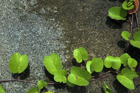 Creepers on Floor
