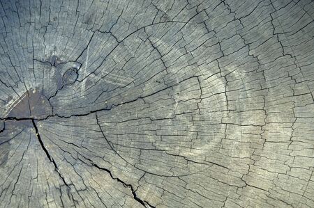 Top View of a Tree Stump with cracksの写真素材