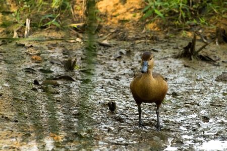 Duckling water in muddy waterの写真素材