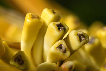 Close up of a large yellow flower in a gardenの写真素材