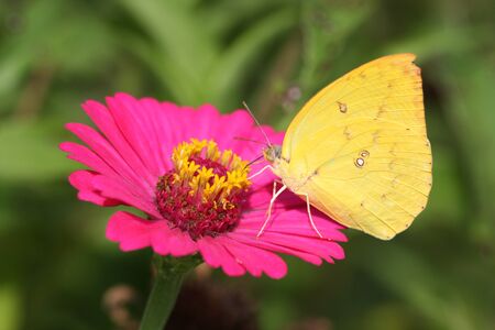yellow butterfly on a flowerの写真素材