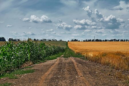 A road dissecting an agricultural field of corn and wheat against a summer clear sky with cumulus...