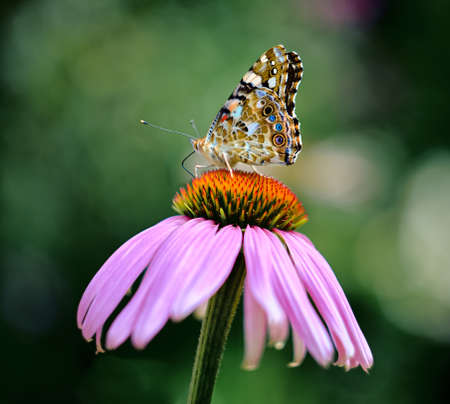 Multicolored butterfly nymphalid Admiral tastes the purple flower of echinacea. Blurred green...