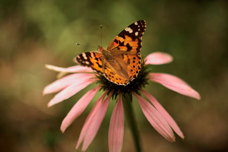 Multicolored butterfly nymphalid Admiral spread its wings on a pink flower of echinacea.の写真素材