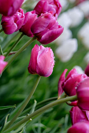 Pink tulips on a blurry green background.