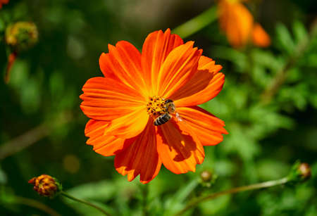 Orange cosmea flower on blurred green background. Aster family. Striped bee with pollen on its legs pollinates flower.の写真素材