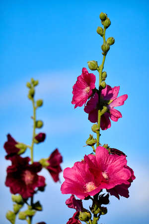 Carpathian mallows on a background of blue sky. Burgundy flowers with a green stem and unopened buds.の写真素材