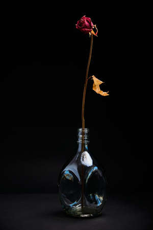 Withered rose in a glass on a black background. Still life of a dried flower.の写真素材